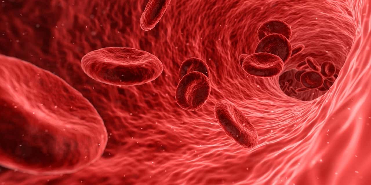 How to increase Red Blood Cells