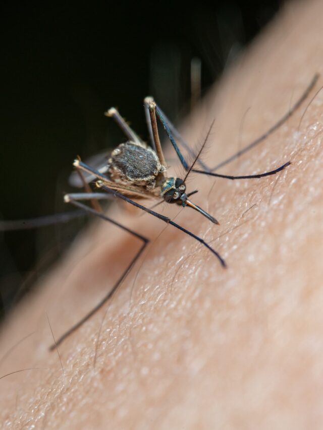 Marsh Mosquitoes Nightmare