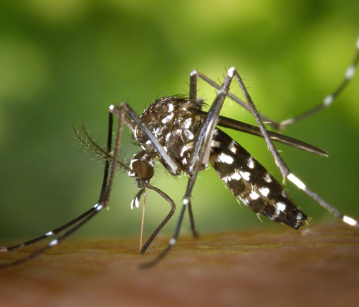 Dengue Symptoms and home remedies