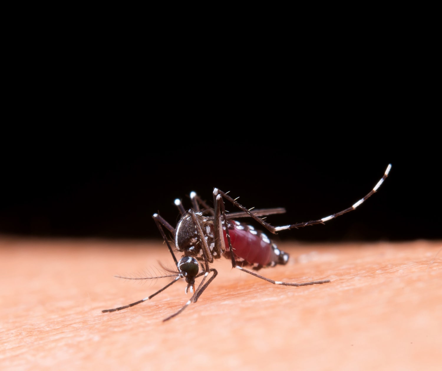 Dengue outbreak in Jamaica