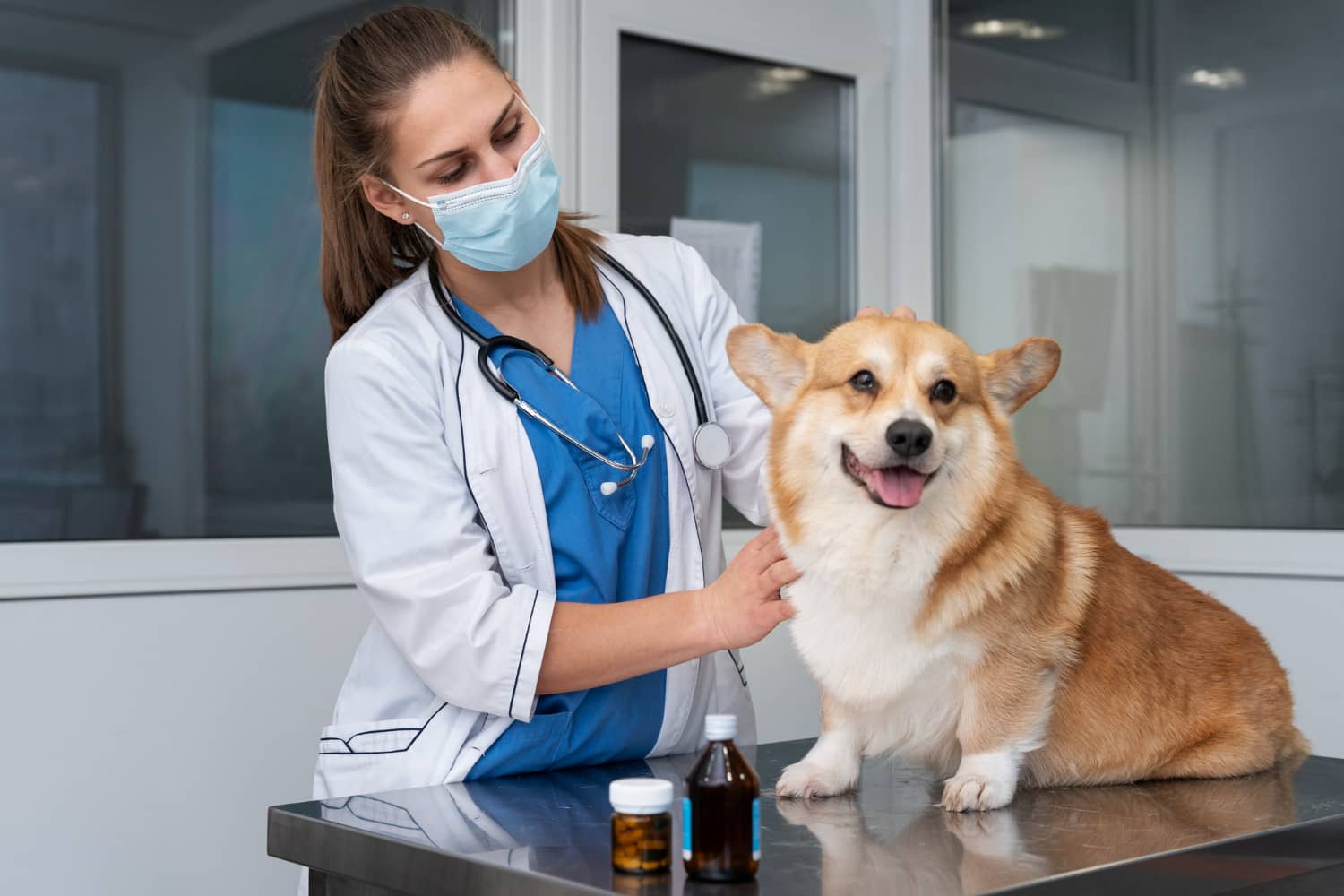Cases of canine respiratory disease increase in a US city